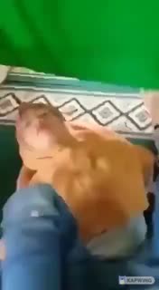 bejad santri ngentod di masjid